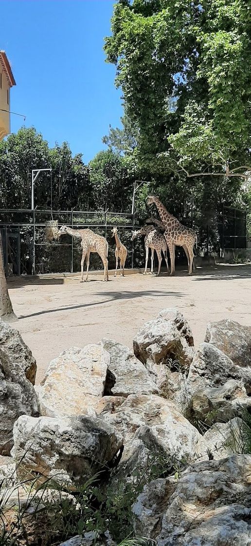 Lugar Jardim Zoológico de Lisboa