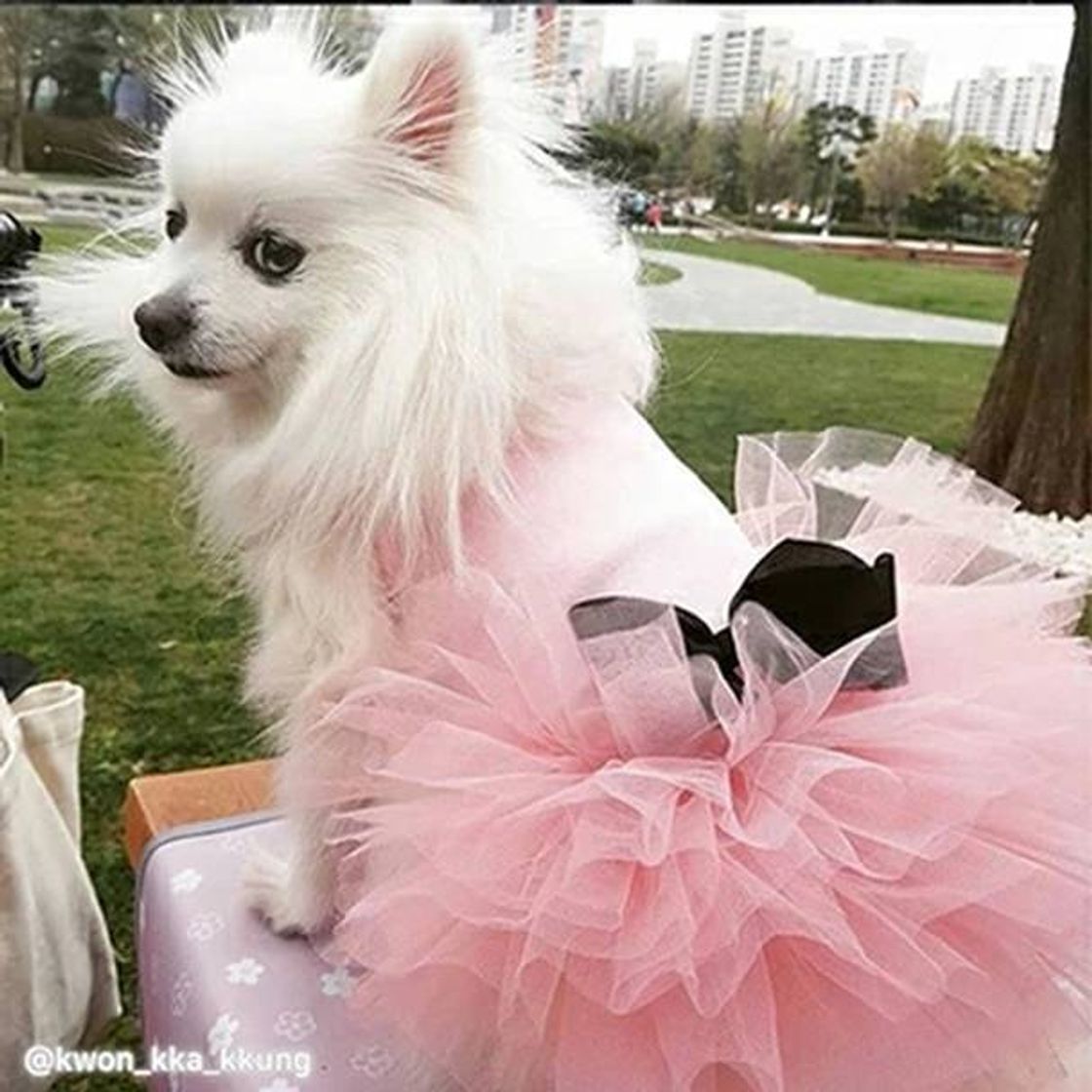 Moda Tutu dog