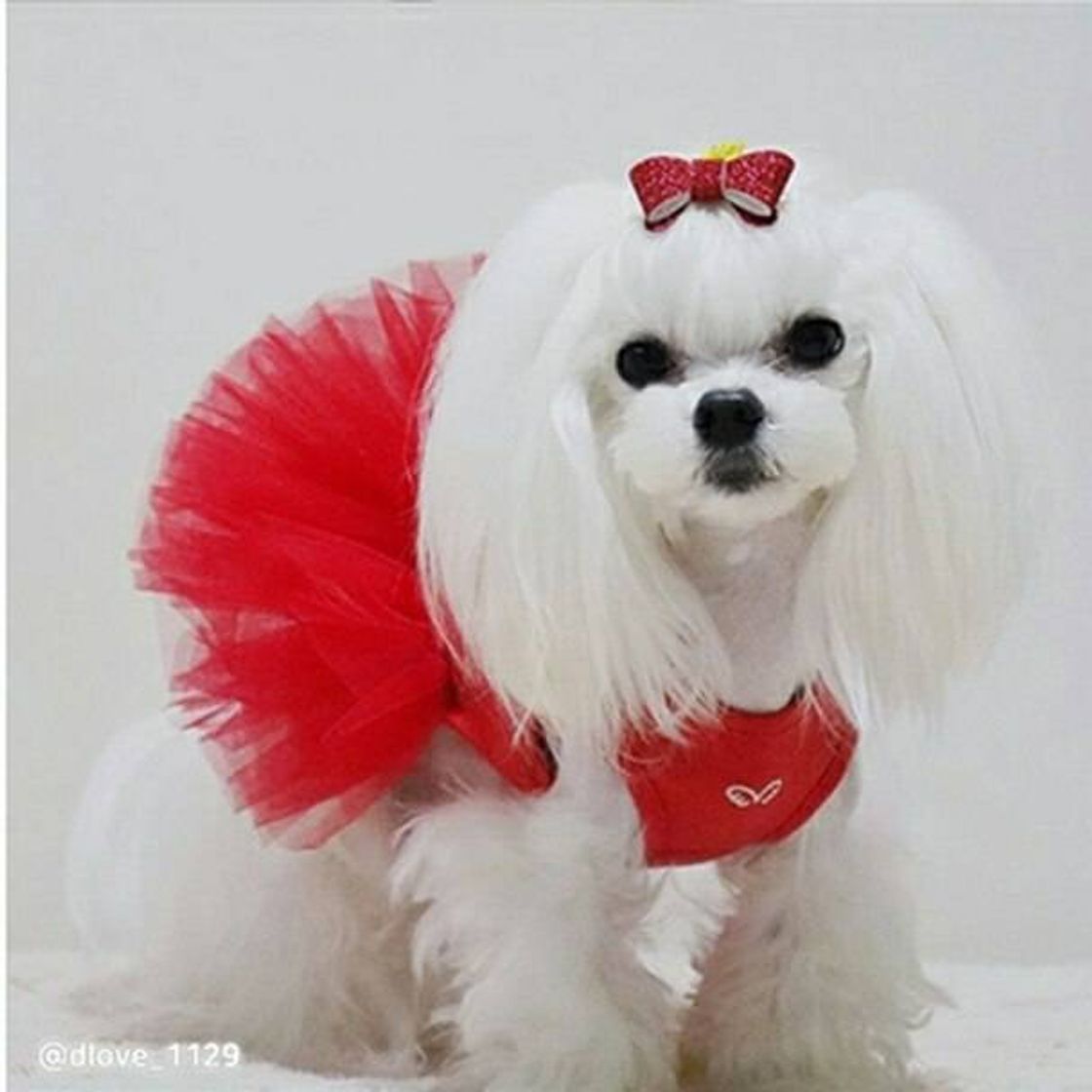 Moda Tutu Dog Red