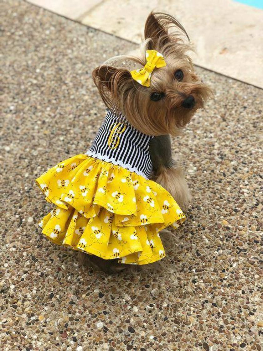 Fashion Moda Pet