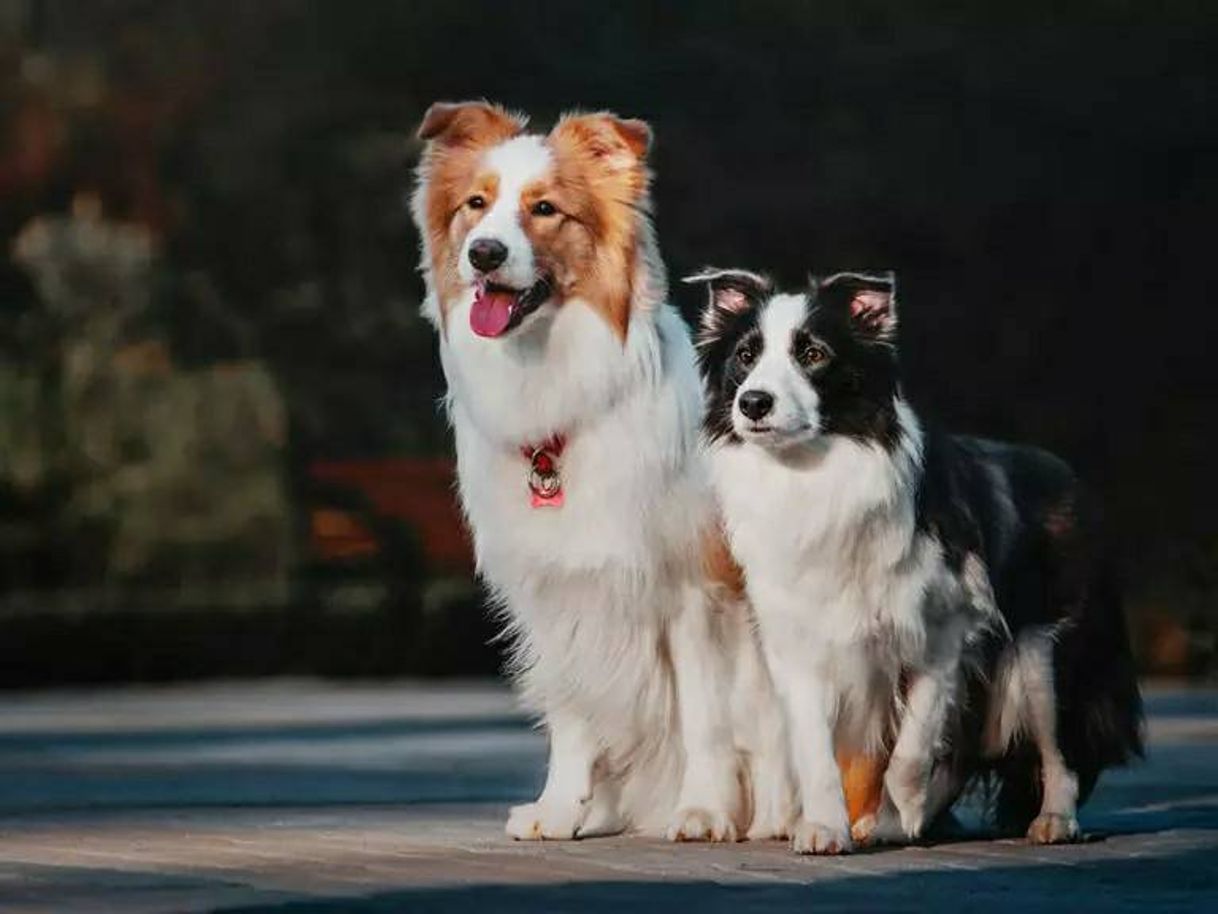 Moda Border Collie