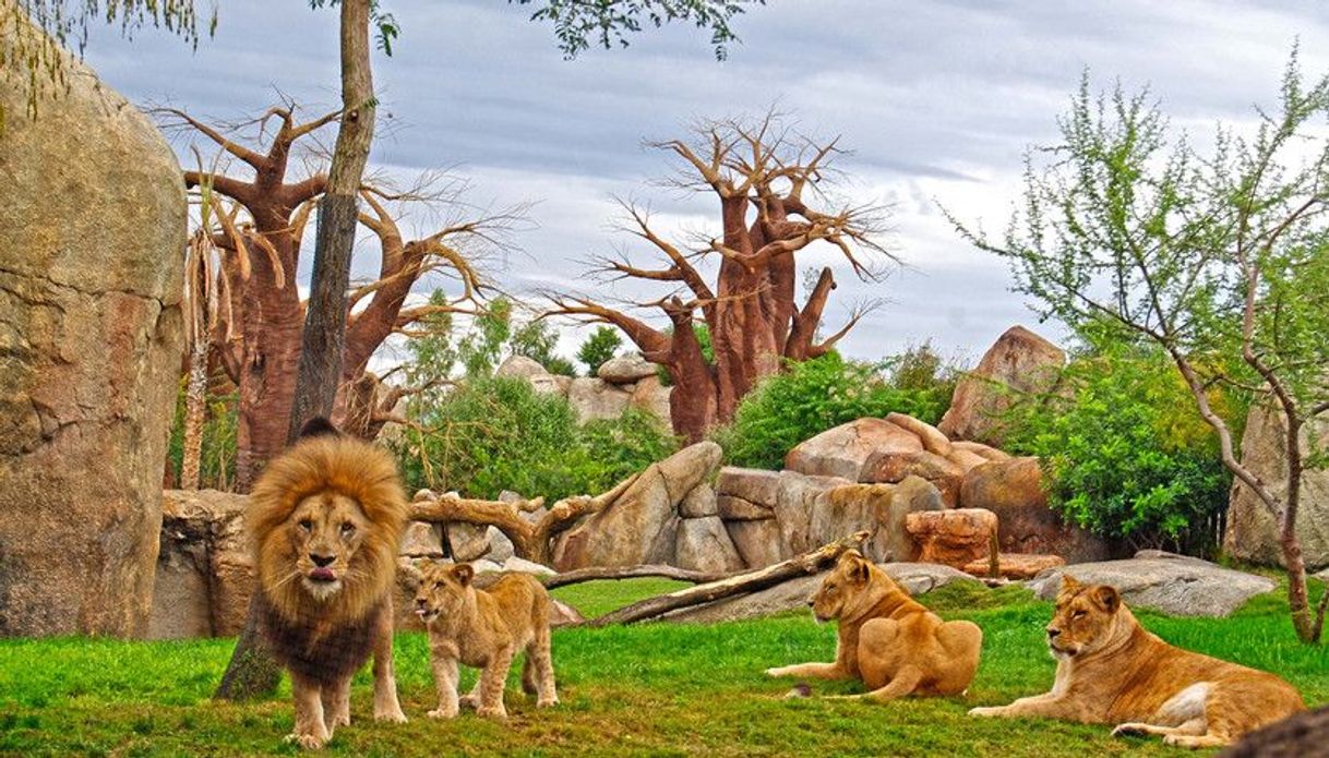 Place Bioparc Valencia