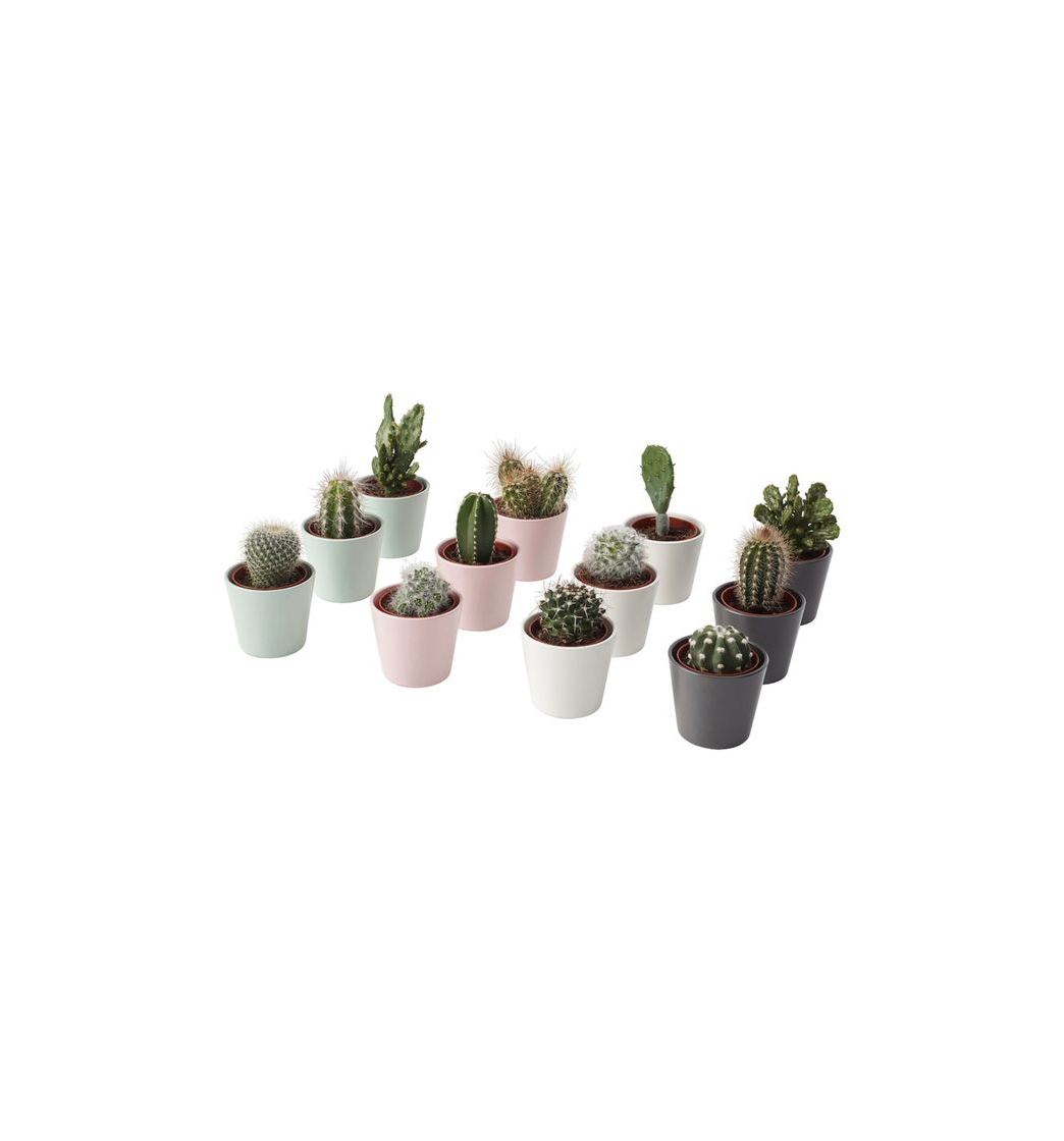 Product Cactaceae - Planta con maceta