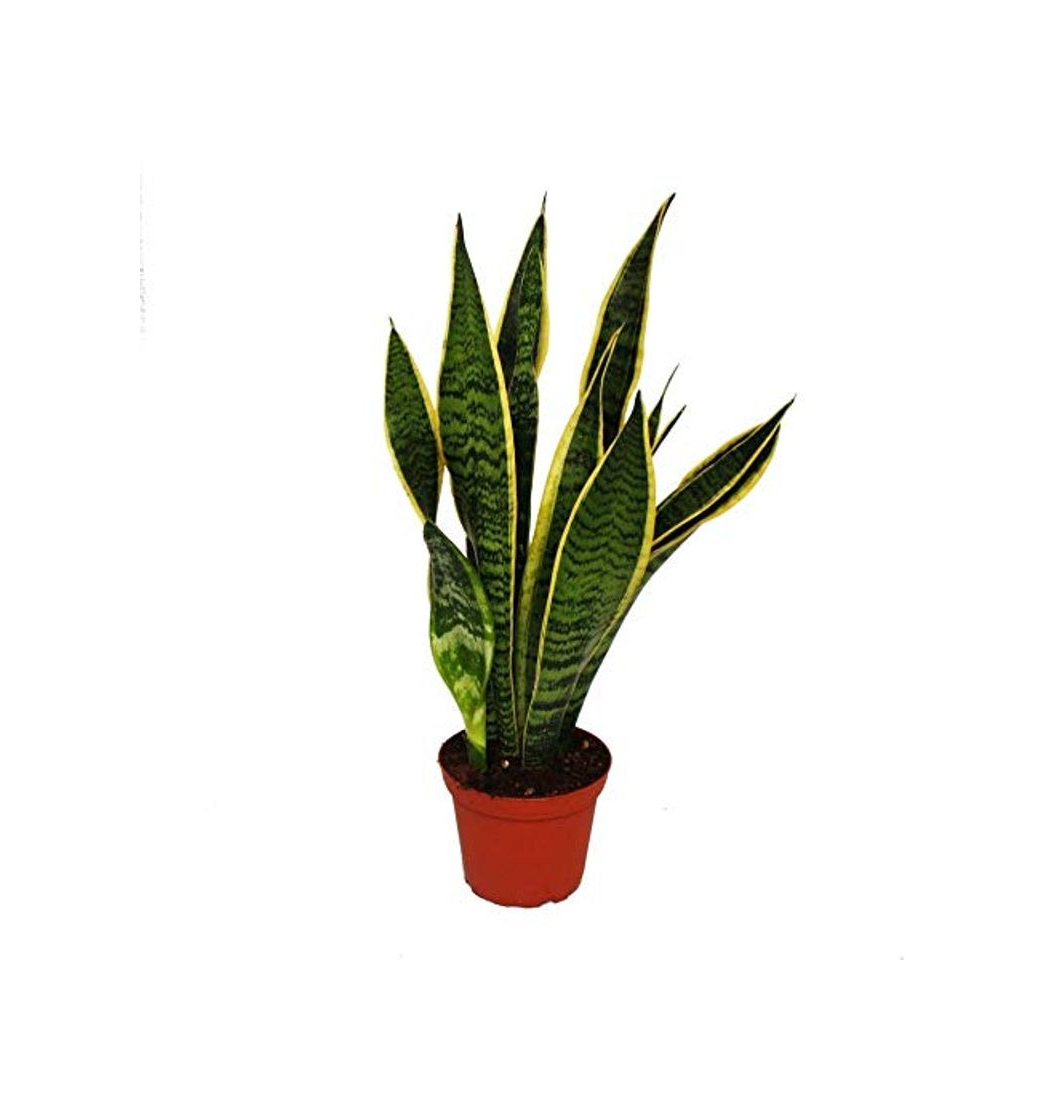 Productos Sansevieria Trifasciata Altura 35cm Planta de Interior Natural Lengua de Suegra