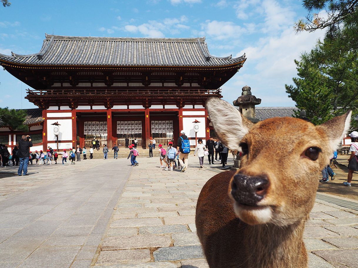 Lugar Nara Park