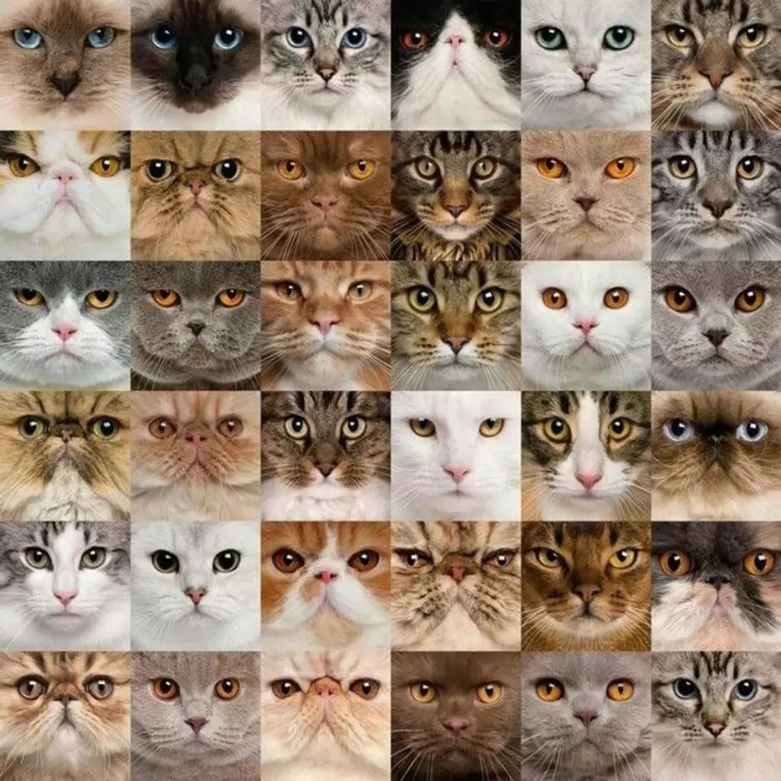 Social LOS GATOS GUAPOS PRECIOSOS 🥰❤
