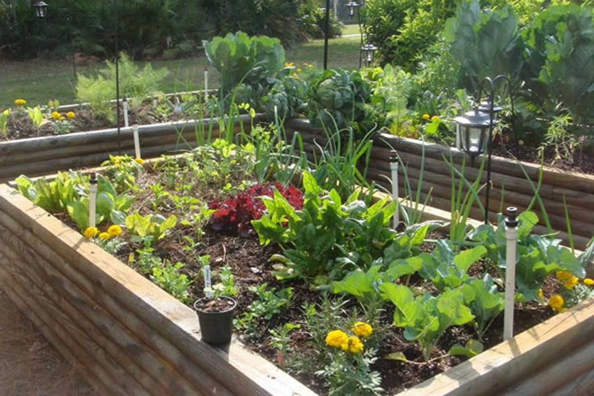 Fashion Como cultivar horta em pequenos espaços.