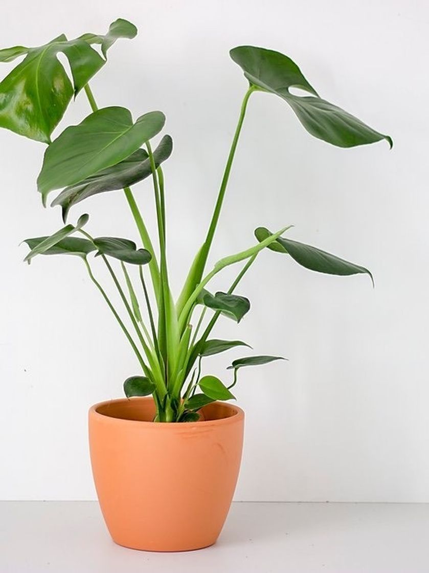 Producto MONSTERA DELICIOSA