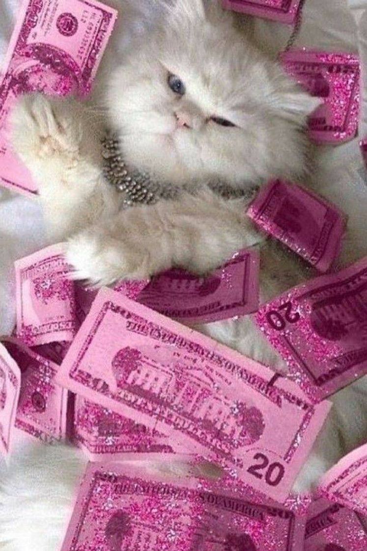 Fashion Wallpaper Cat Money