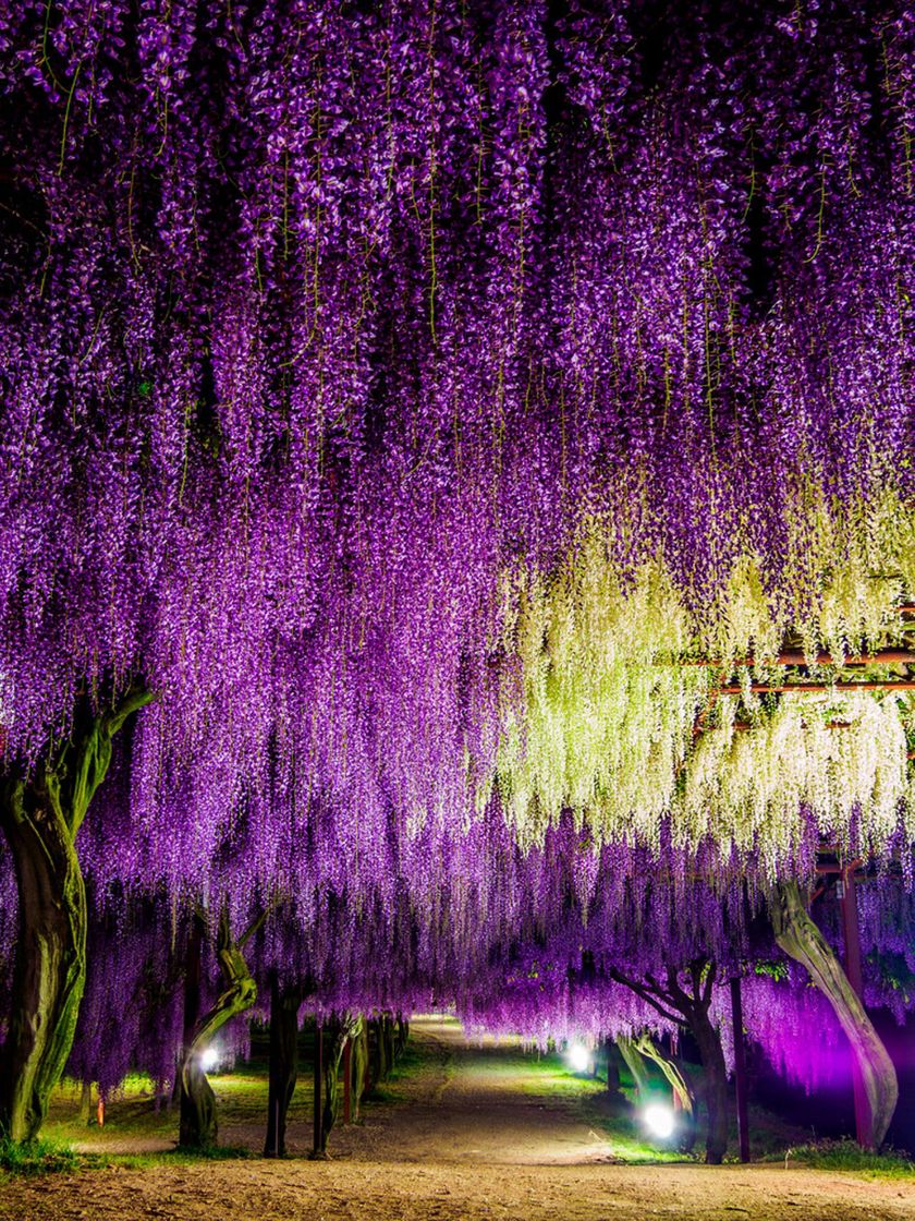 Place wisteria