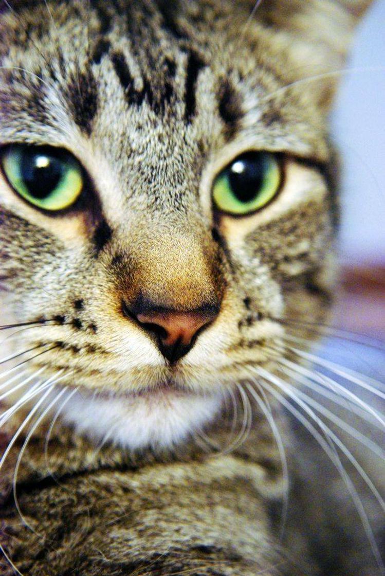 Social Felino