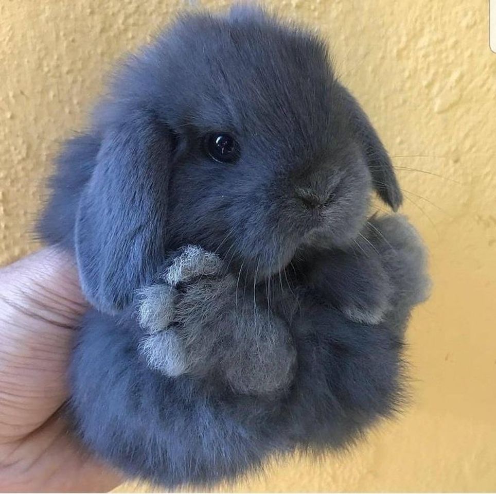 Social ANIMAIS FOFOS 