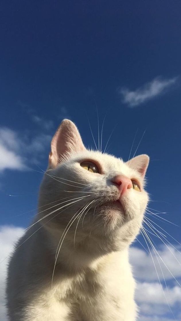 Social Cat ||| 🐈 