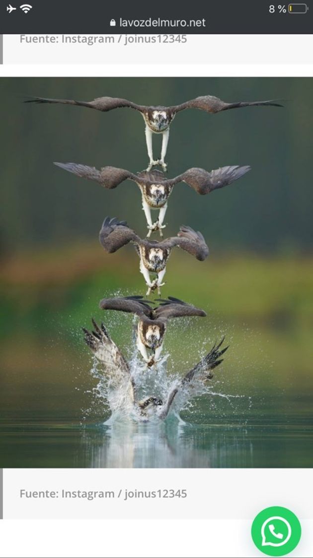Este fotógrafo logra capturar a los pájaros en el instante e