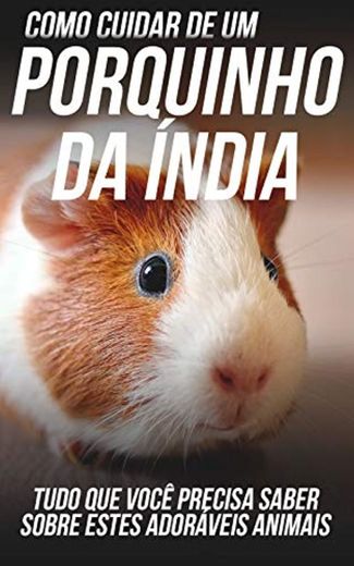 Como Cuidar de Um Porquinho da Índia: Tudo Que Você Precisa Saber