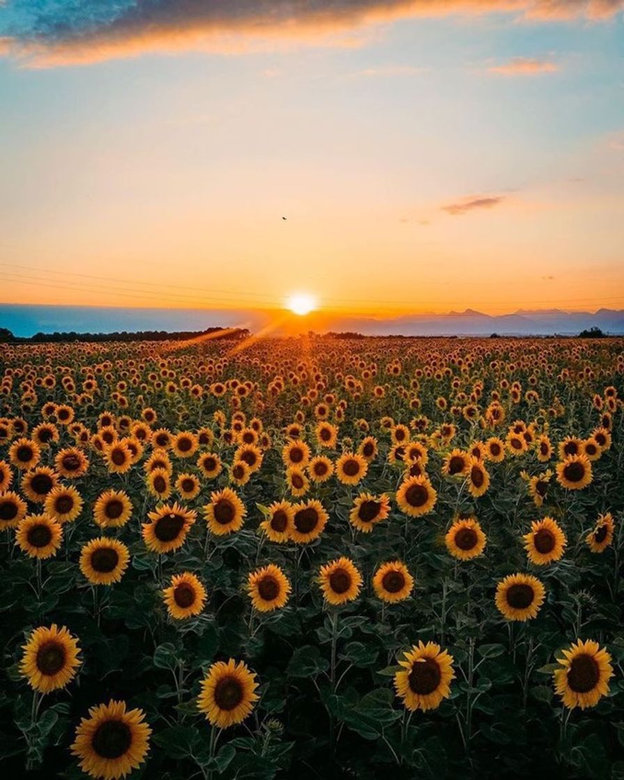 Places Lindos Girassóis 🌻 na Itália 🇮🇹 