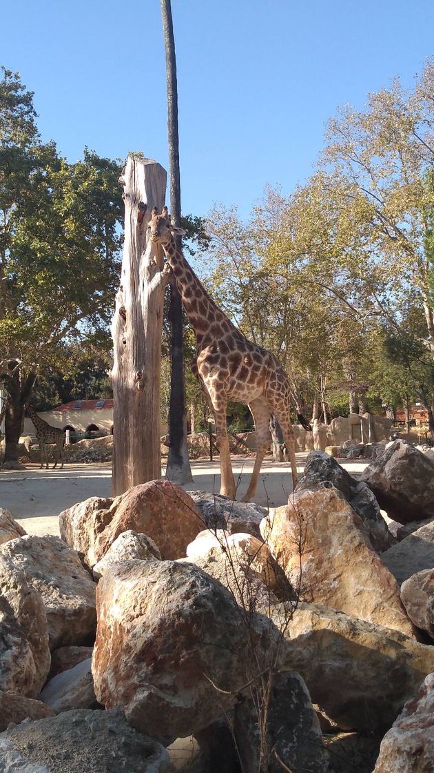 Lugar Jardim Zoológico de Lisboa