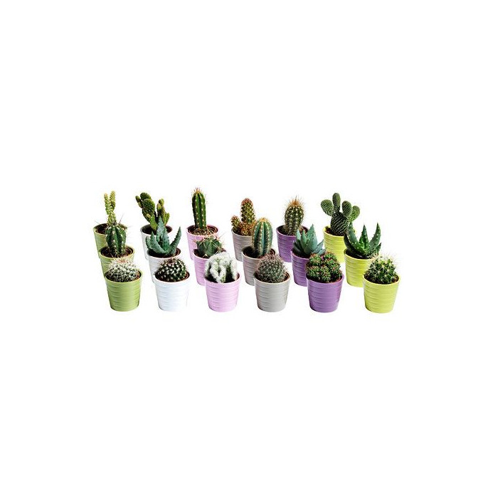 Product CACTACEAE Planta con maceta IKEA