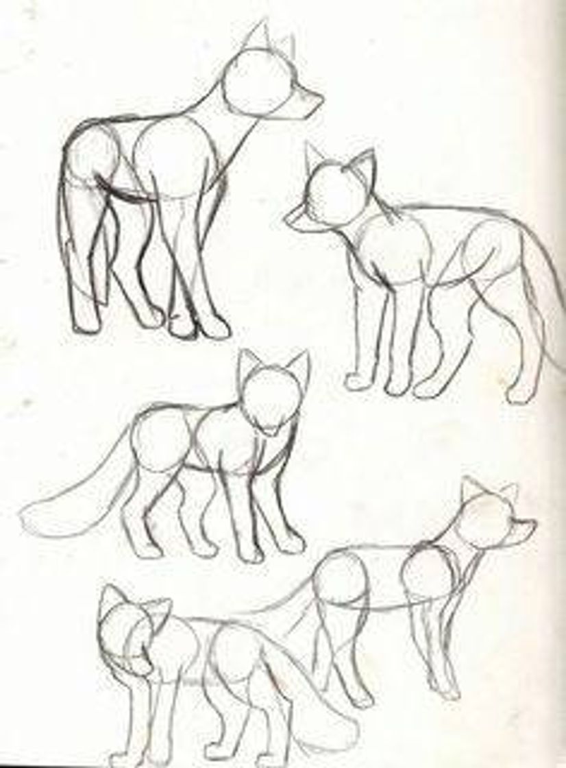 Moda desenho animais