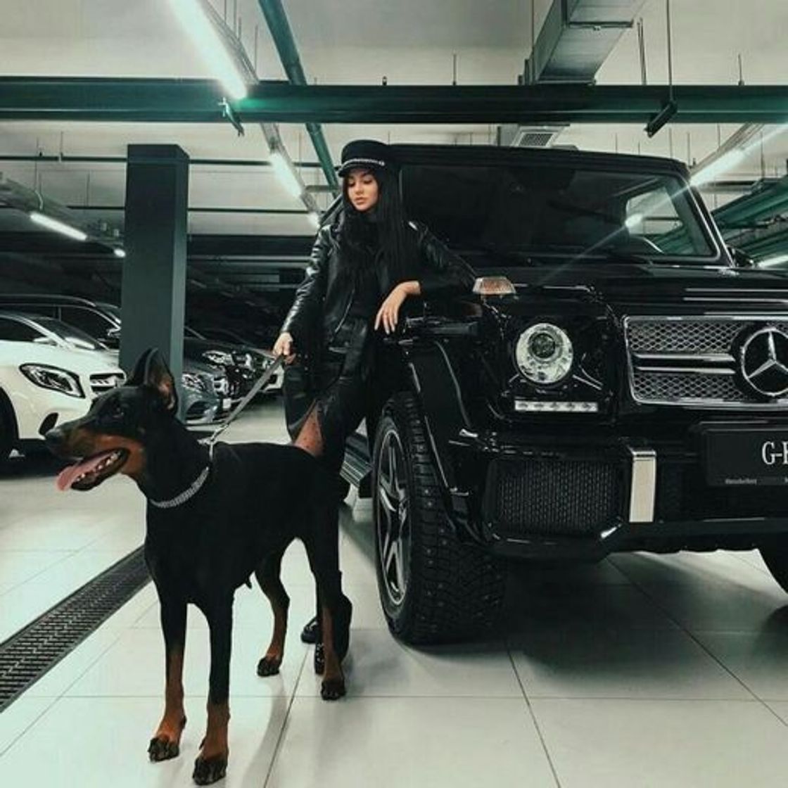 Social 🐕 🚙 