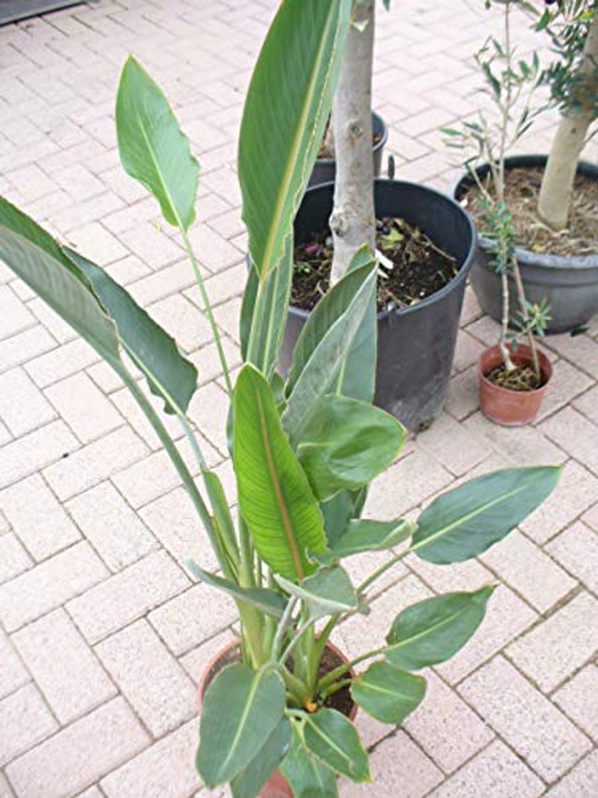 Producto Strelitzia reginae 2-3 Pl