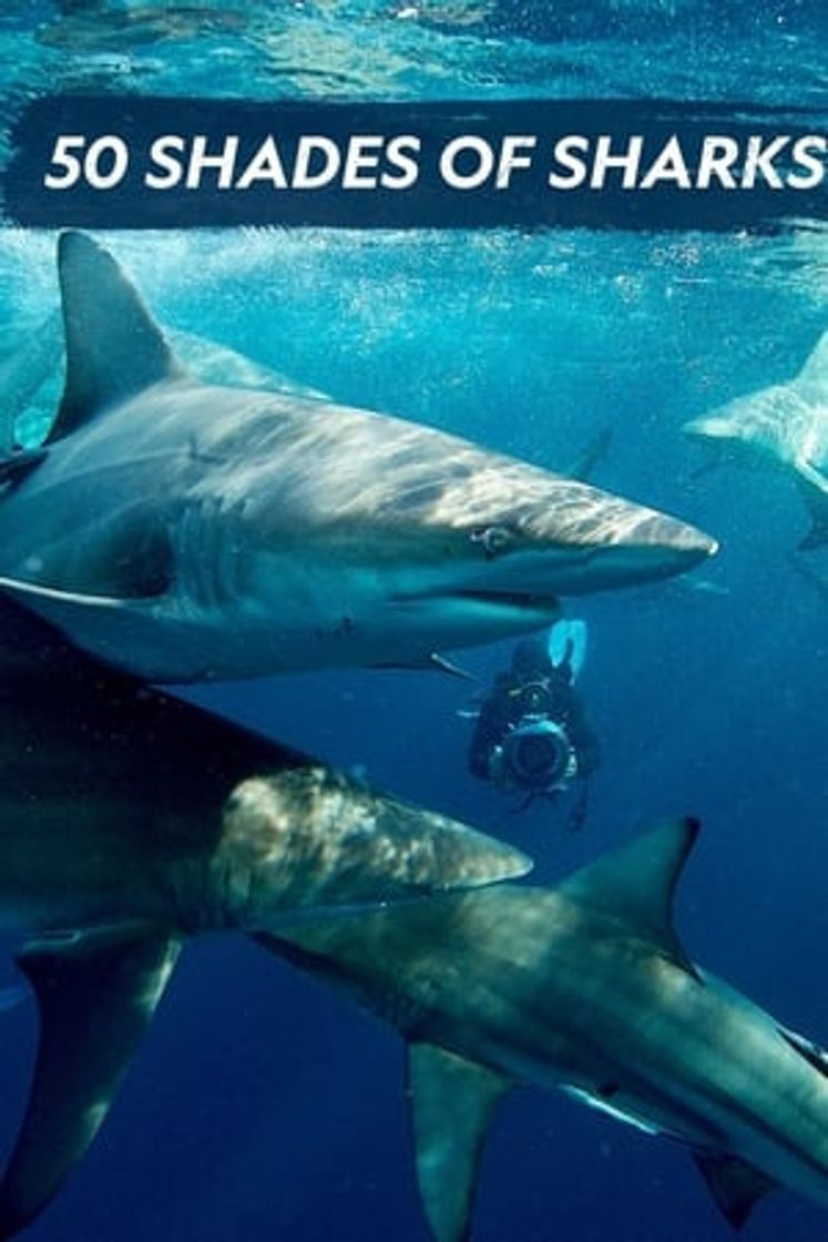 Movie 50 Shades of Sharks