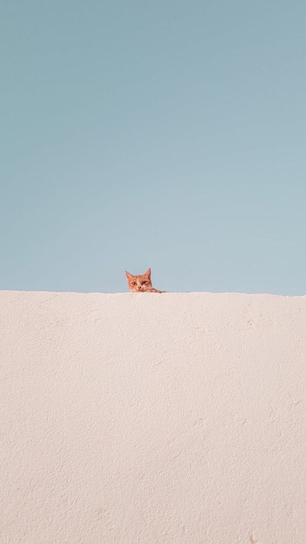 Social wallpapers 