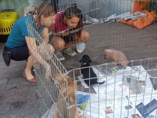 Feira de adoção do GAAR Campinas