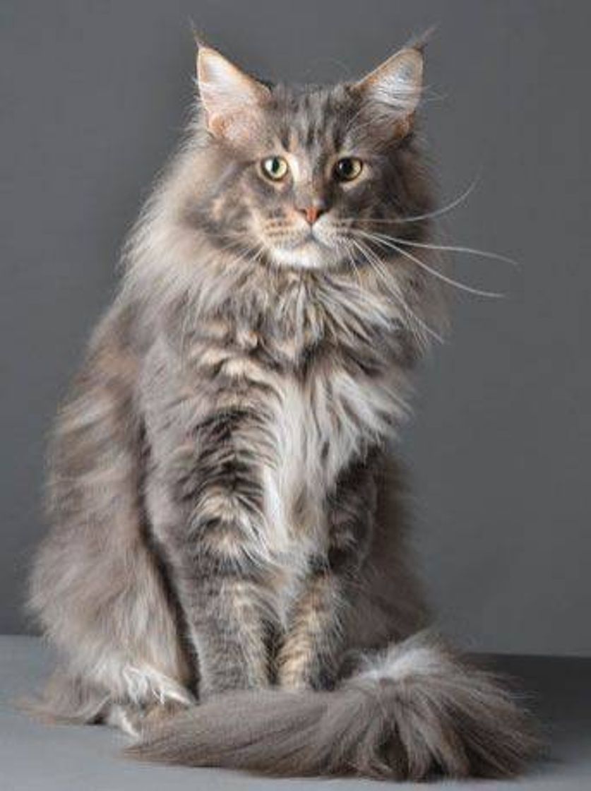 Moda Maine Coon 🐱