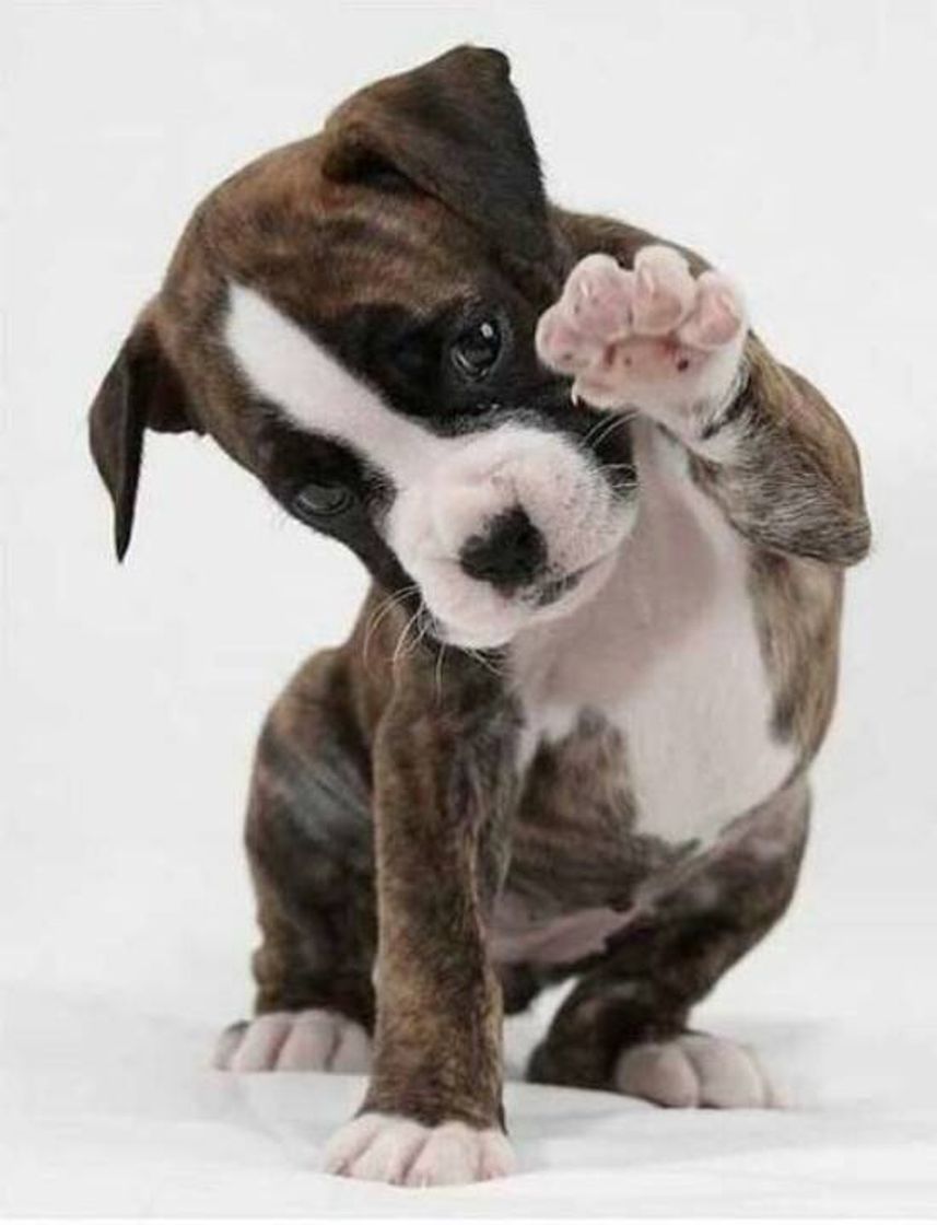 Social D O G S 🐶