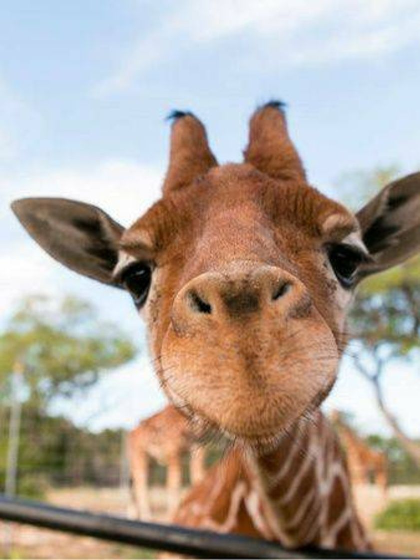 Moda Uma girafa bebê 😍