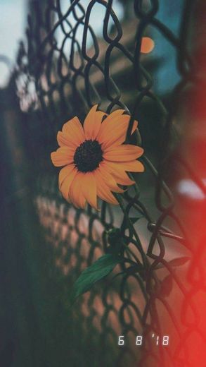 Sunflower 🌻💛