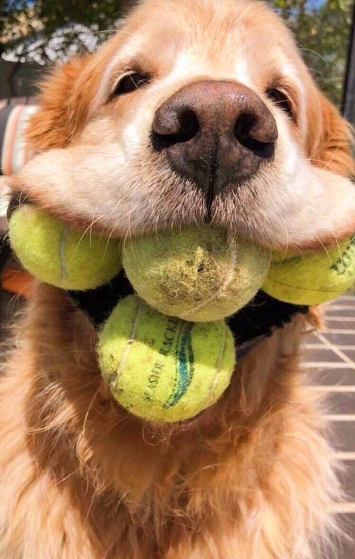 Social DOG 