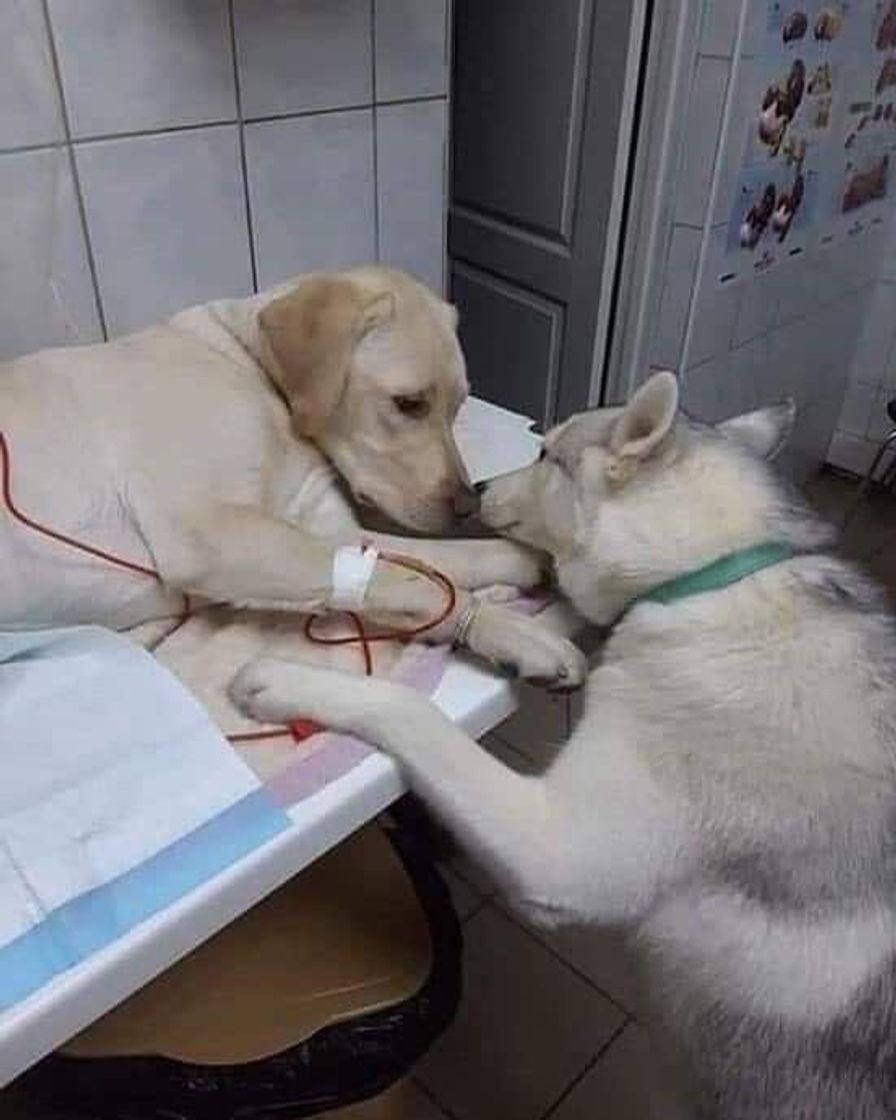 Social Dog 