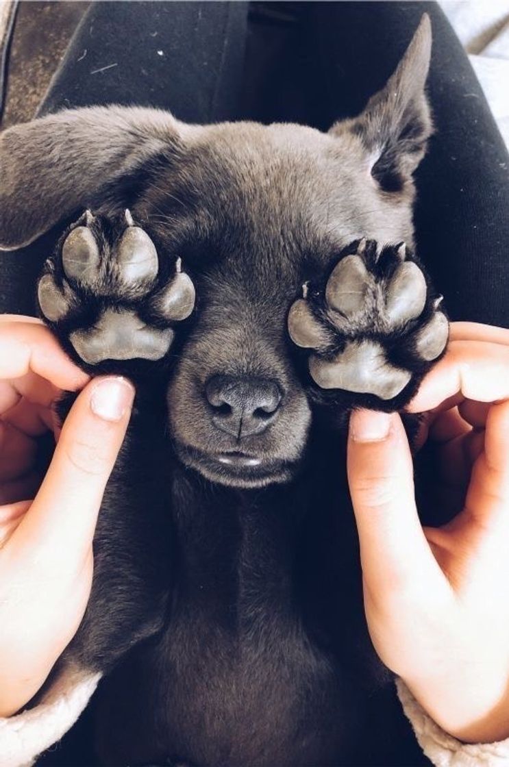 Social Doguinho