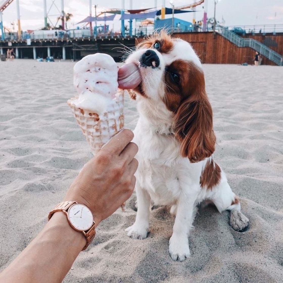 Social Cachorro 