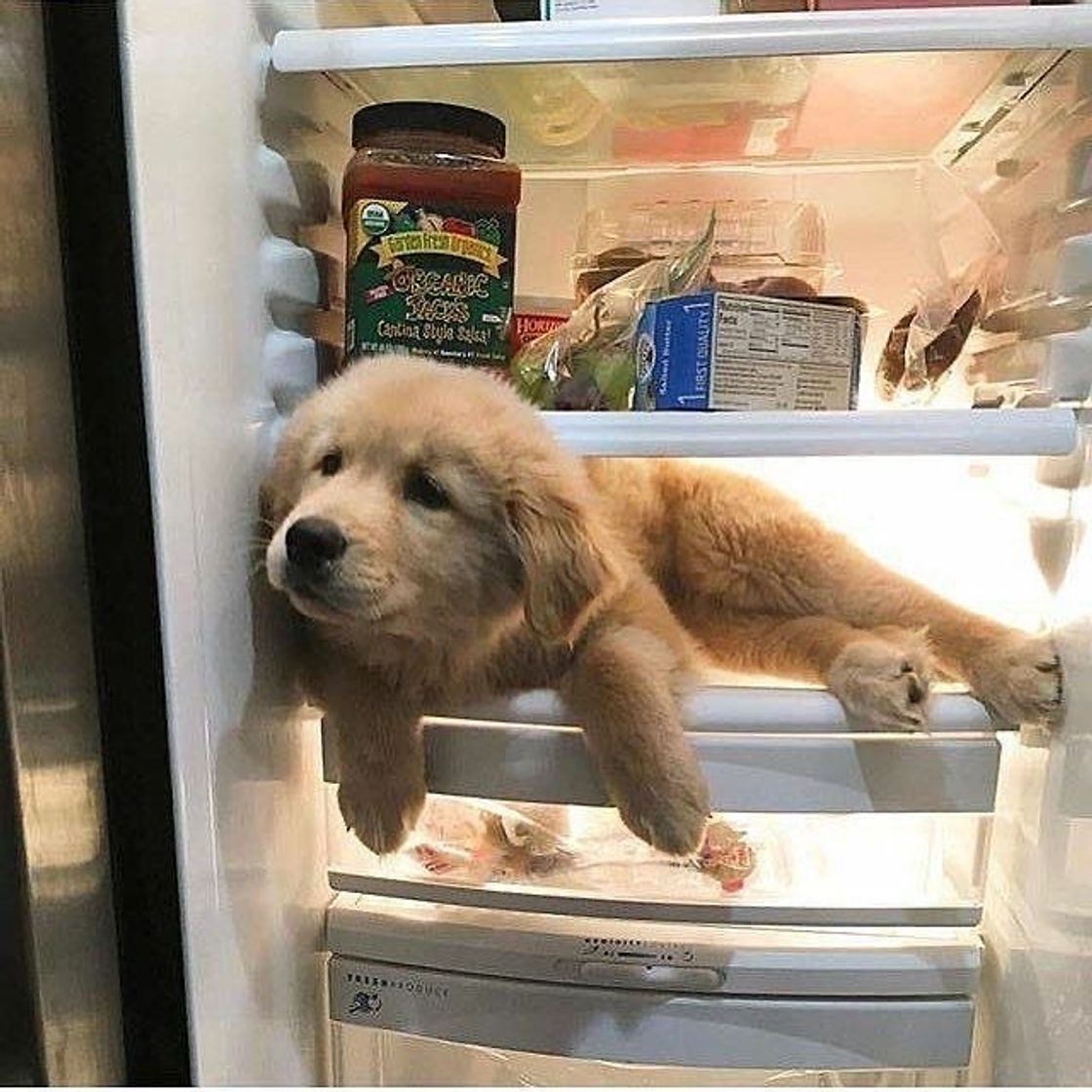 Social DOG na geladeira 