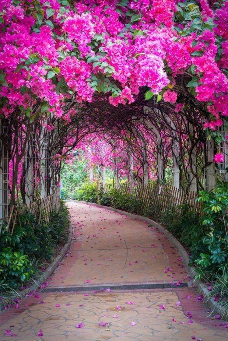 Place caminho florido 