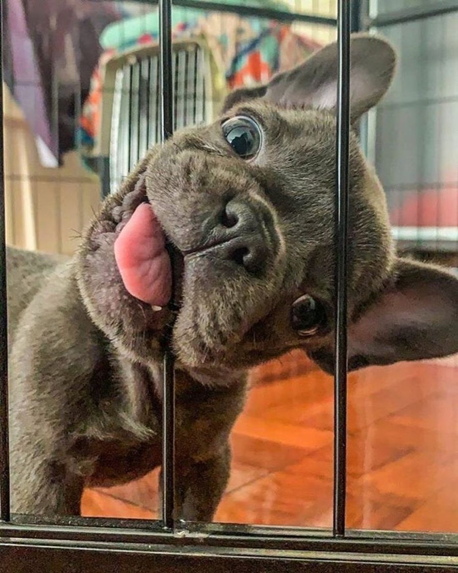 Social Dog 🐾