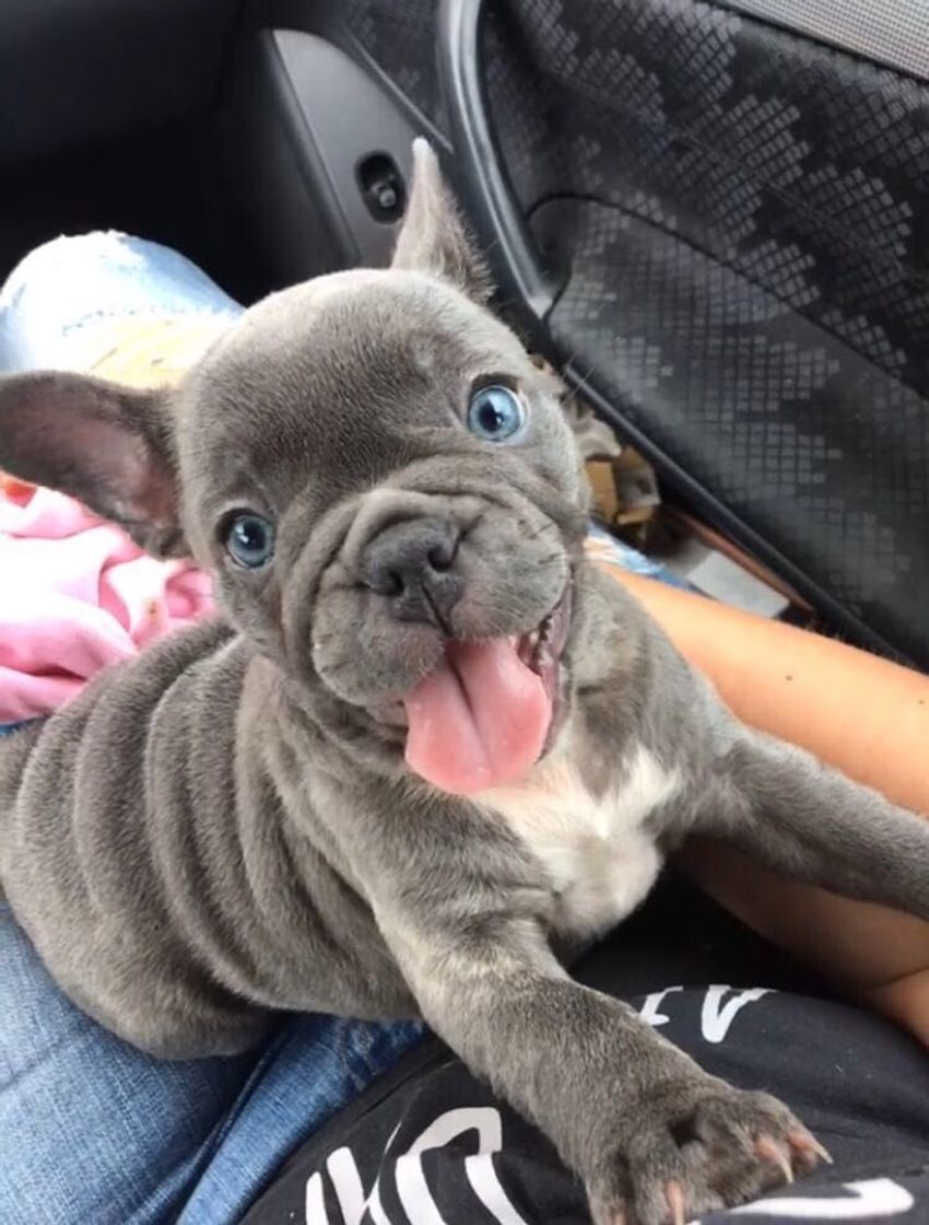 Social DOG 🐾