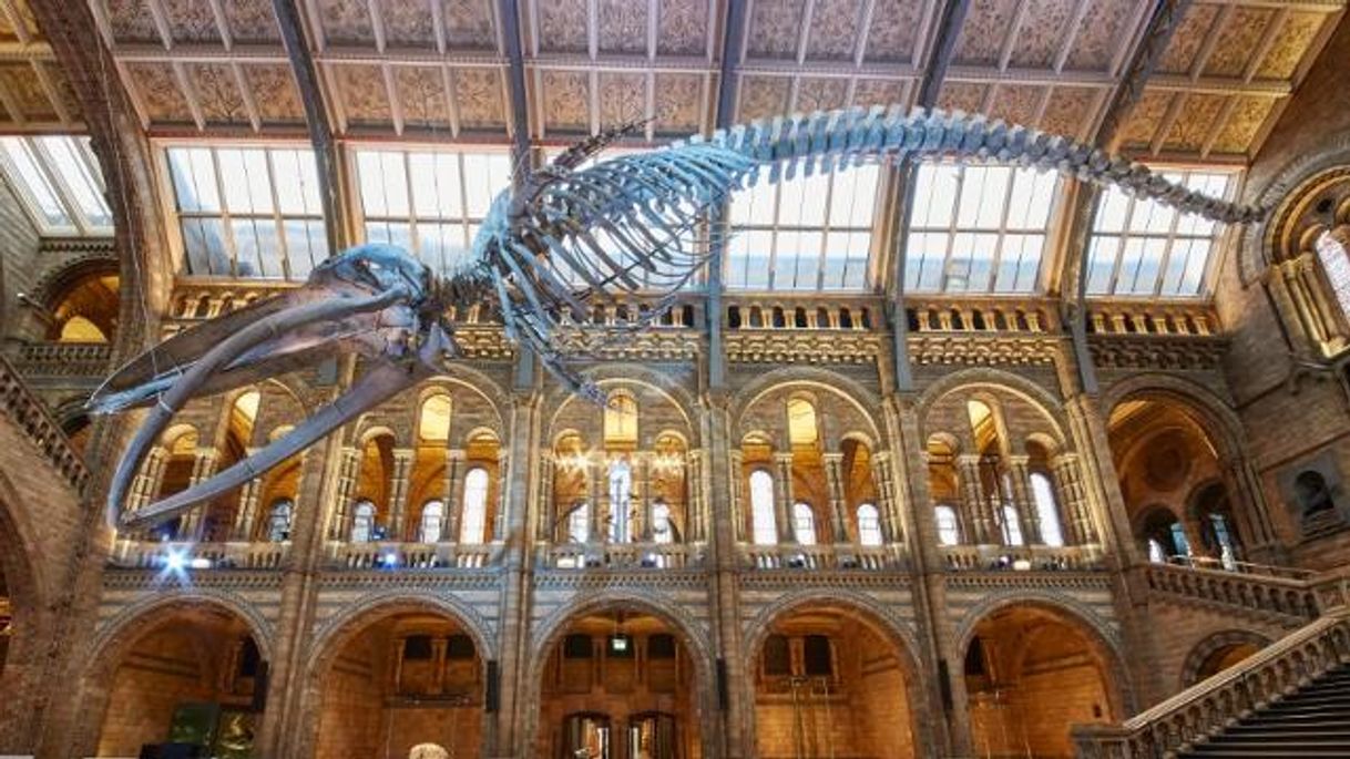 Lugar Natural History Museum