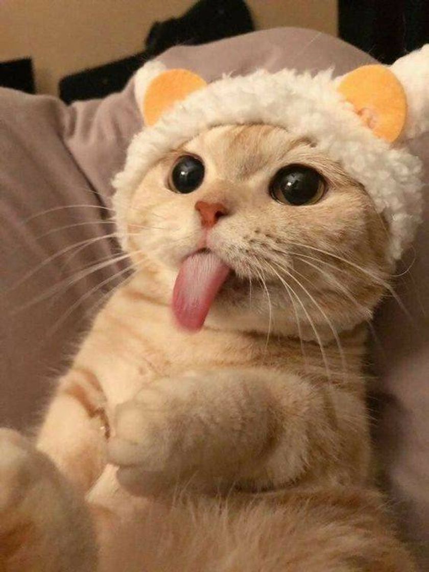 Moda Cute kitty