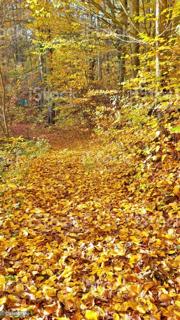 Place Fageda d'en Jordà