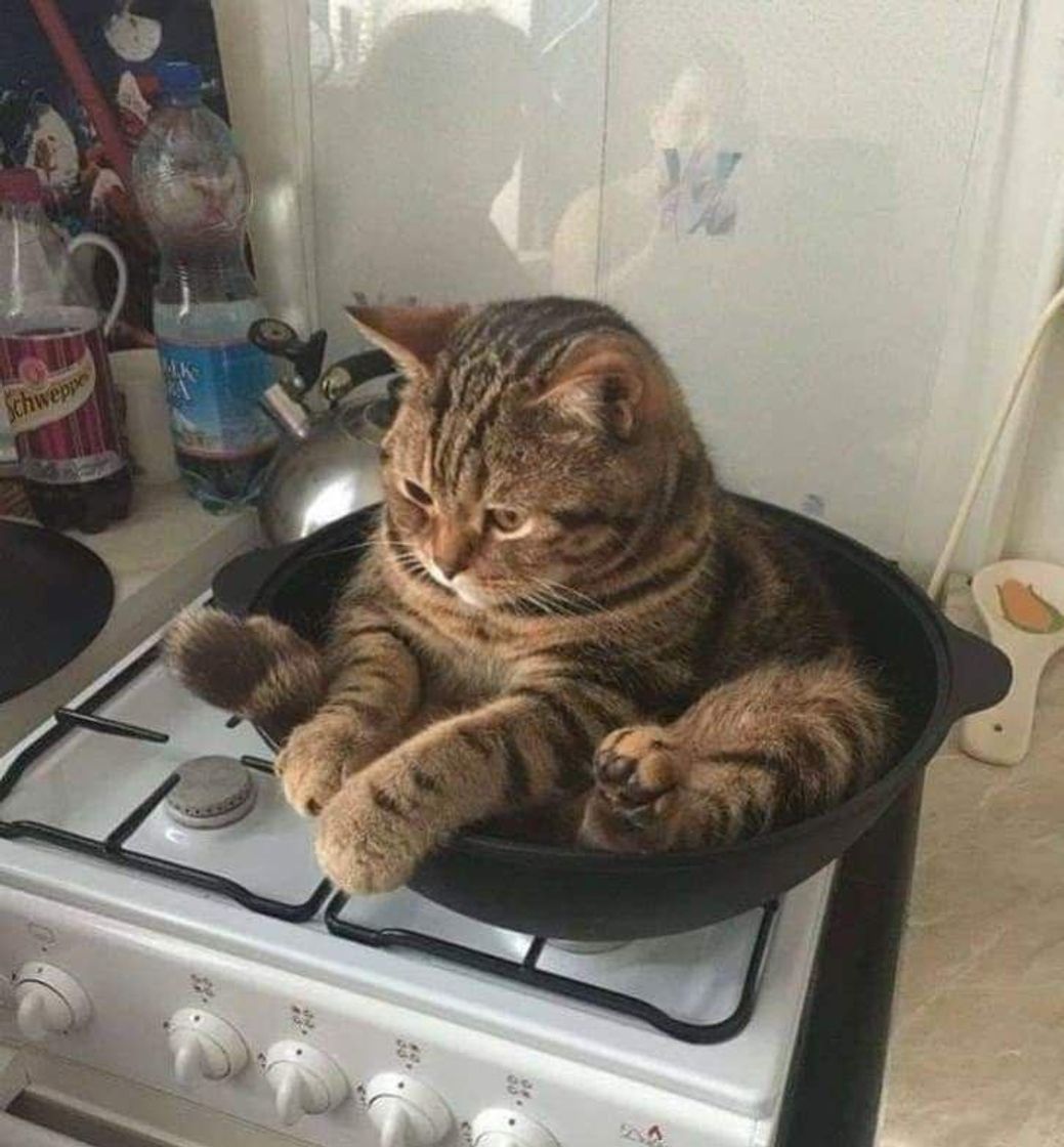 Social Dentro da panela 🤣