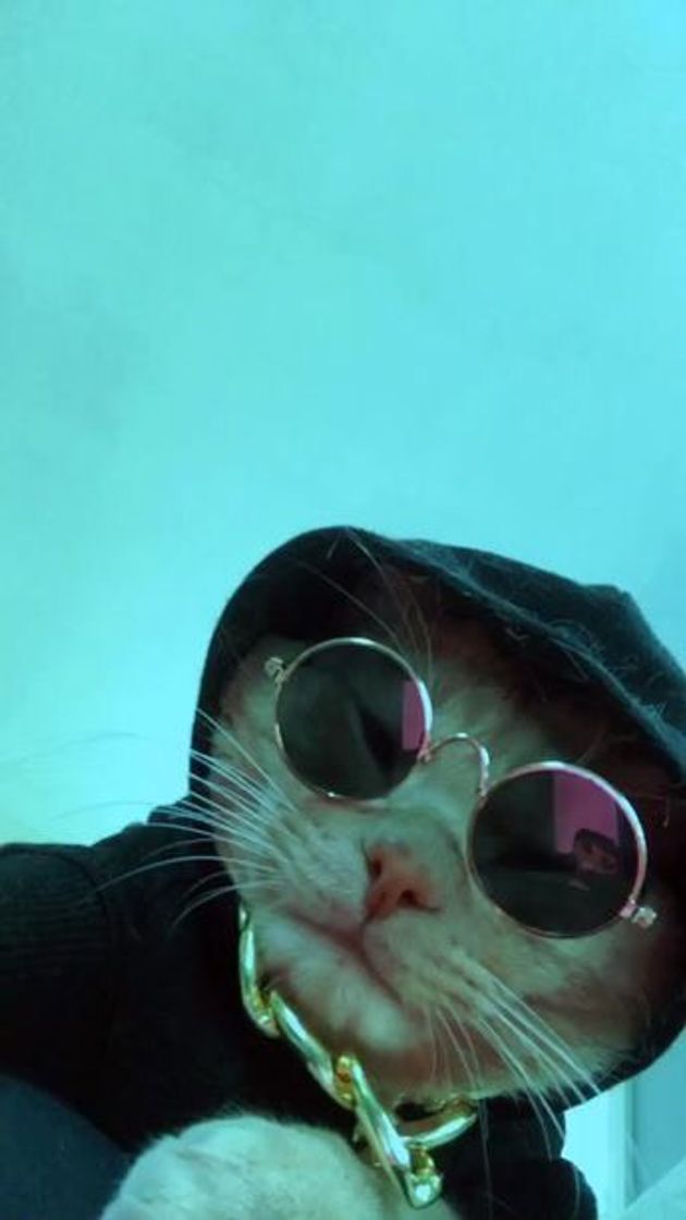 Social Gatinho gângster✨