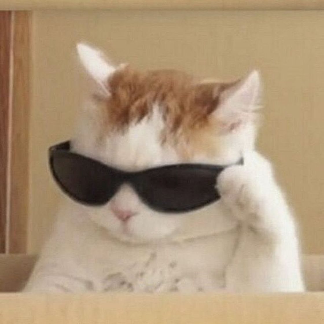 Social Gatinho com óclin 🕶