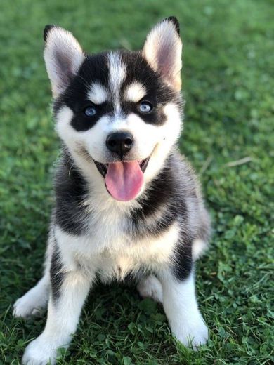 Filhote Husky 🐶