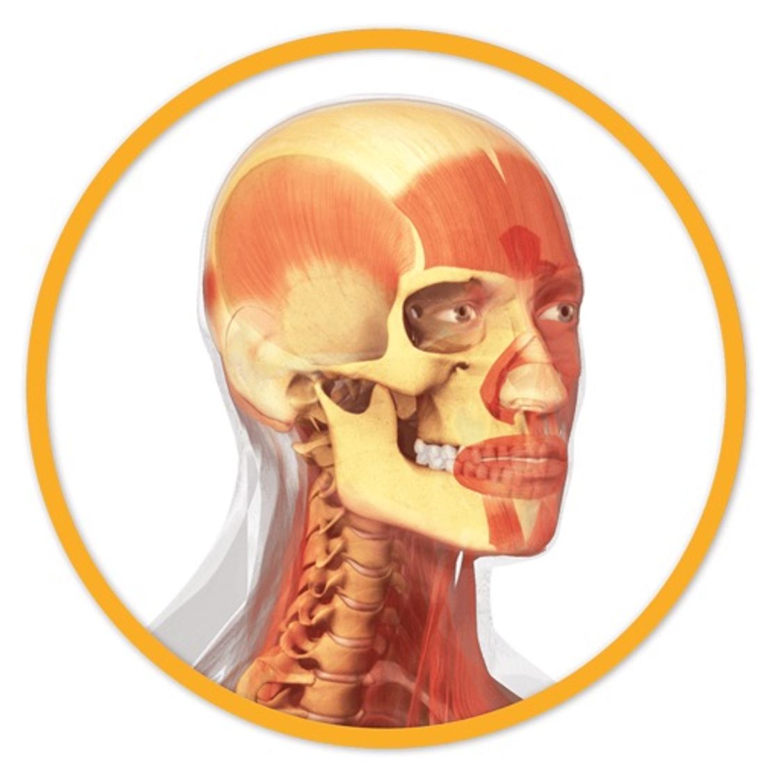 App Miniatlas Anatomy