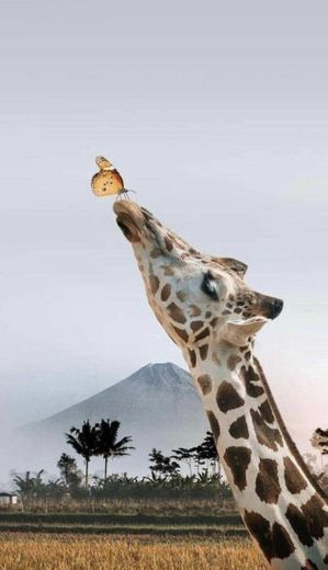 Girafa 🦒