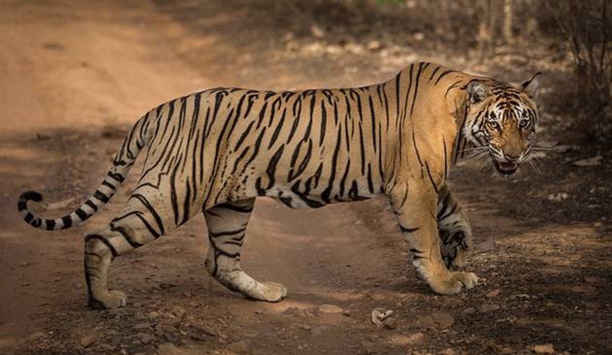 Fashion Tigre-de-bengala (Panthera tigris tigris)

